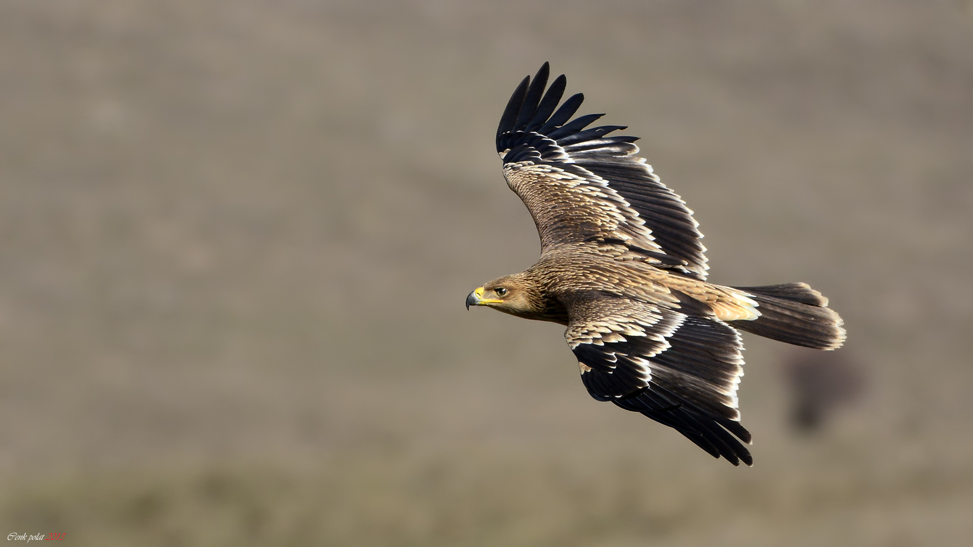 Imperial Eagle